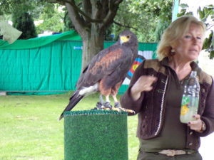 Raubvögel auf dem Seefest 2