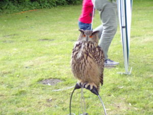 Raubvögel auf dem Seefest 4